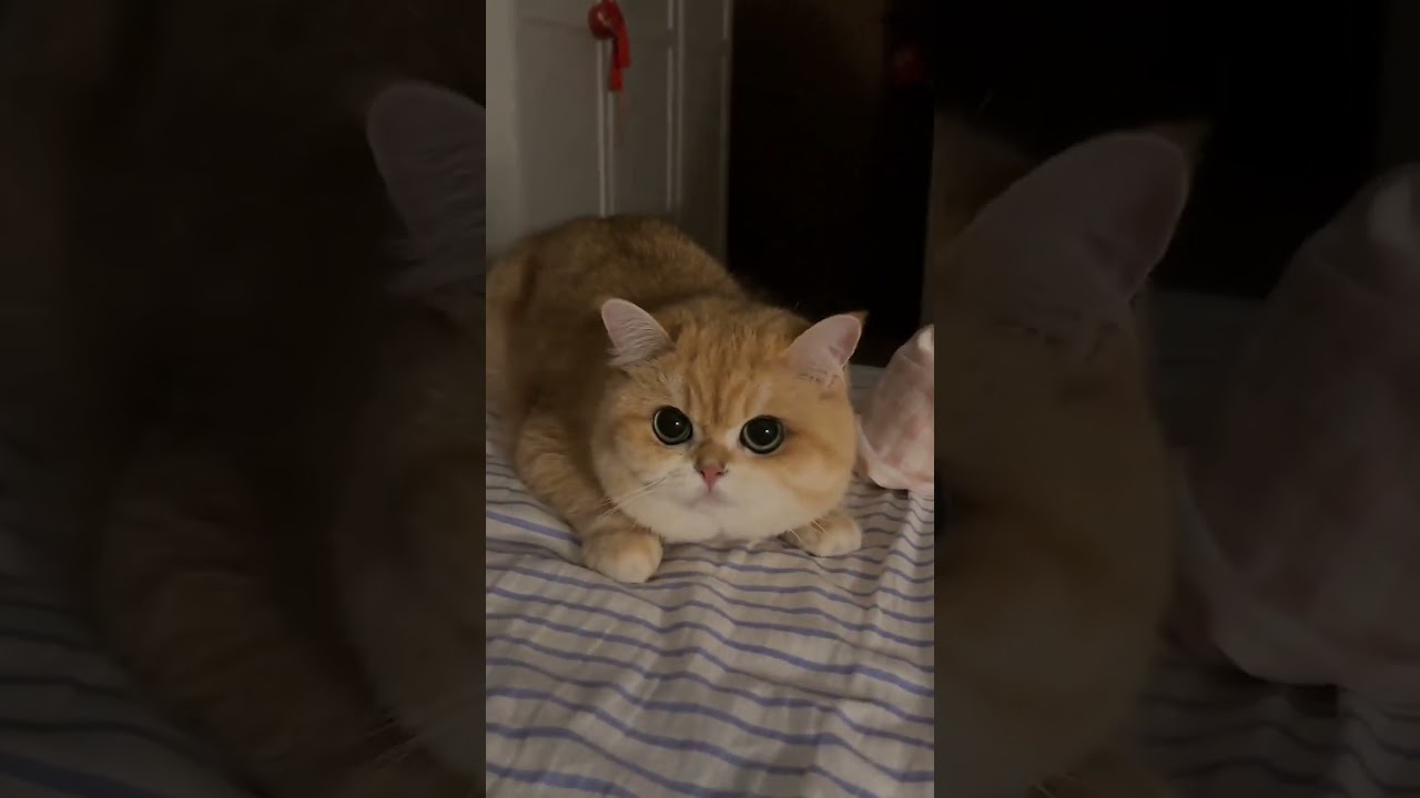 This cat has a round face. 