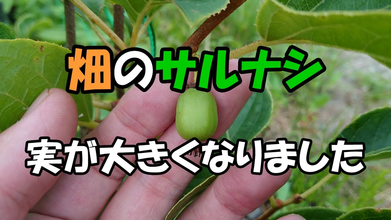 サルナシの実が大きくなってきました Youtube