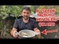 Güvercinler Yemek Kazanının İçinde Yavru Çıkarmış