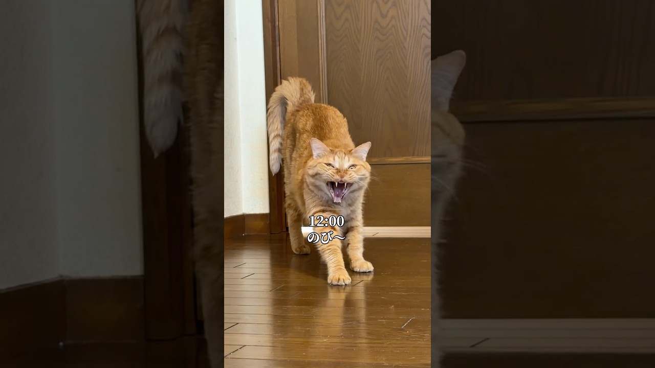 久しぶりに姿を現した猫の1日 #ネコ #ねこ