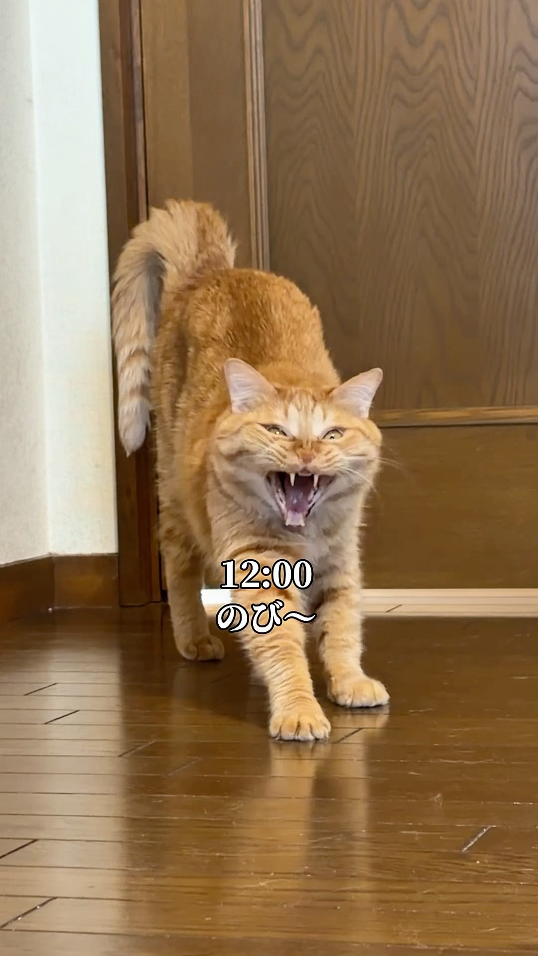 久しぶりに姿を現した猫の1日 #ネコ #ねこ - YouTube