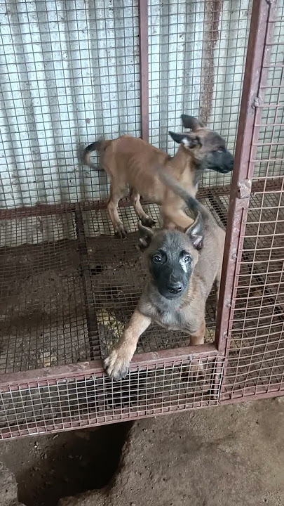 Belgium malinois puppys 9787694089