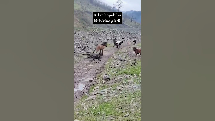 atlar ve köpekler birbirine gird #belgesel #adana #evdeneve #keşfet #kargo #aslan #kurt #köpek #ayi