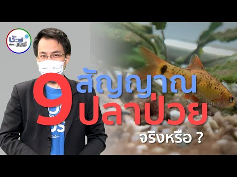 ชัวร์ก่อนแชร์ : 9 สัญญาณเตือนว่าปลากำลังจะป่วย จริงหรือ ?