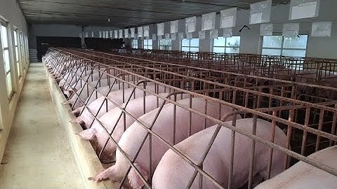 Full Video During the Process of Raising Pigs to Selling