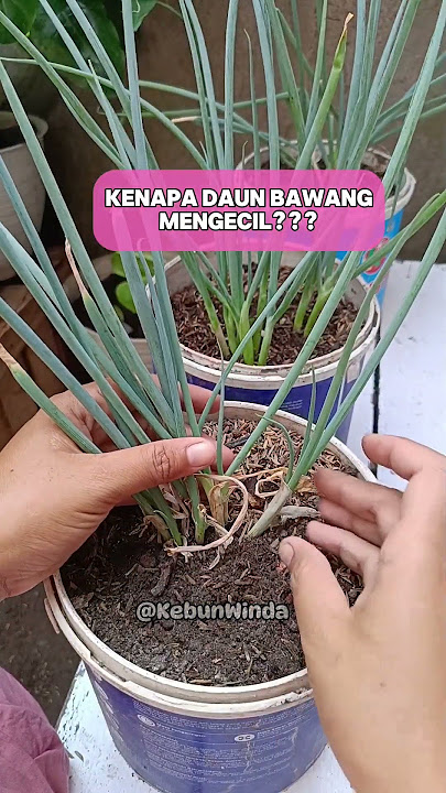 CARA TANAM DAUN BAWANG #gardening #garden #kebunorganik #berkebun #daunbawang