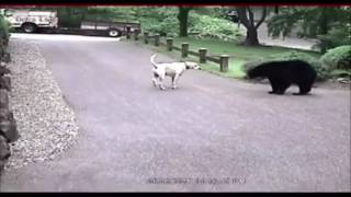 Anjing Pemberani, Usir Beruang Liar Masuk Pemukiman