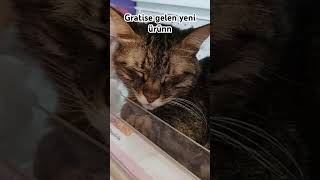 İndirimli ürün kdkdj #guitar #cat #komikkedi