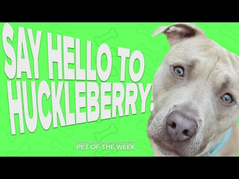 Video: Adoptable Dog Of The Week - Jai