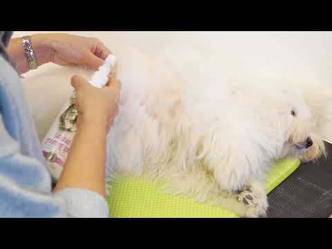 Video: Sådan fjerner du malet pels under badning af en hund