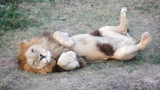 Малыш - главный солист поющих львов. Тайган. Malish is main soloist singing lions. Lions Taigan.