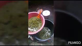 Proses pemberian herbal buat kesehatan si mentok