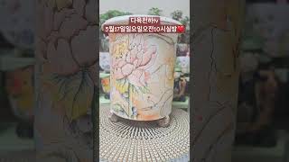 다육천하tv5월17일일요일오전10시실방❤️#다육 #flowers #plants #succulents #다육이 #다육이키우기 #多肉植物 #다육식물 #판매 #shorts