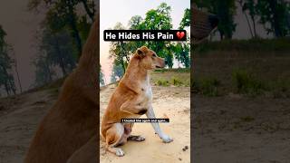 He Pretends Nothing Hurts… But His Pain Is Real 💔🐾 #tripod