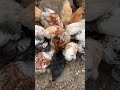 feeding brahma chicken 🐓 #sicangkulceria