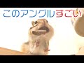 透明な床に乗ったシマリスを下から覗いたら未知の世界が待ってた