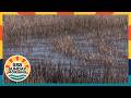 Moment in Wisconsin: Horicon Marsh
