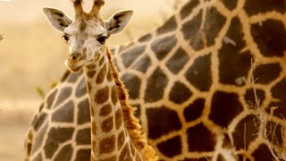 Giraffes Taken To Safety From Oil Site | Saving Giraffes Part 2 | Africa's Gentle Giants | Bbc Earth