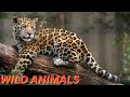 Animals seeker natures brutality tiger mauls defenseless deer animalsseeker