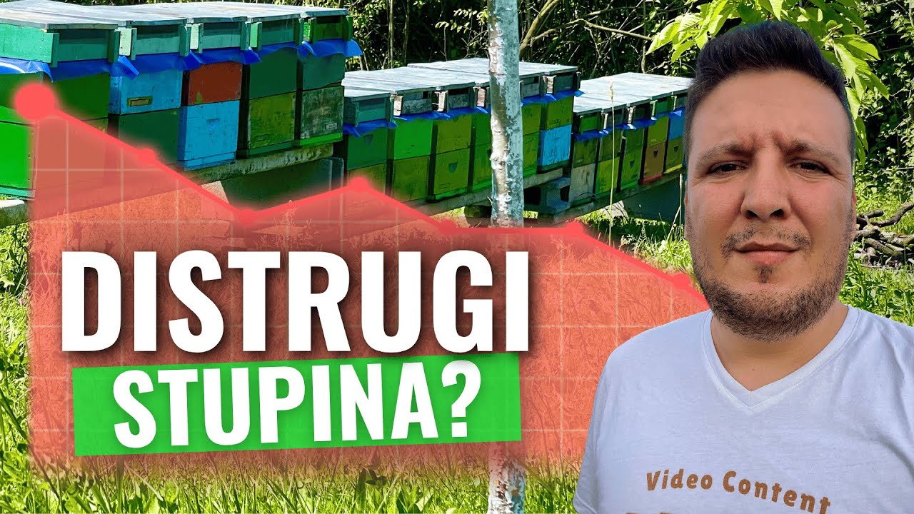 Greșeala FATALĂ în Apicultură: Egalizarea Familiilor