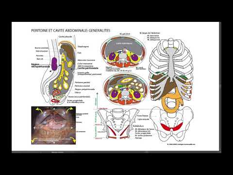 Vidéo: Anatomie, Fonction Et Diagramme De L'artère Mésentérique Inférieure - Cartes Corporelles