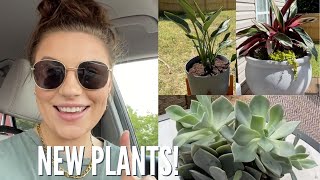 PLANTS FOR THE PATIO