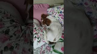 Emmi The Chiweenie