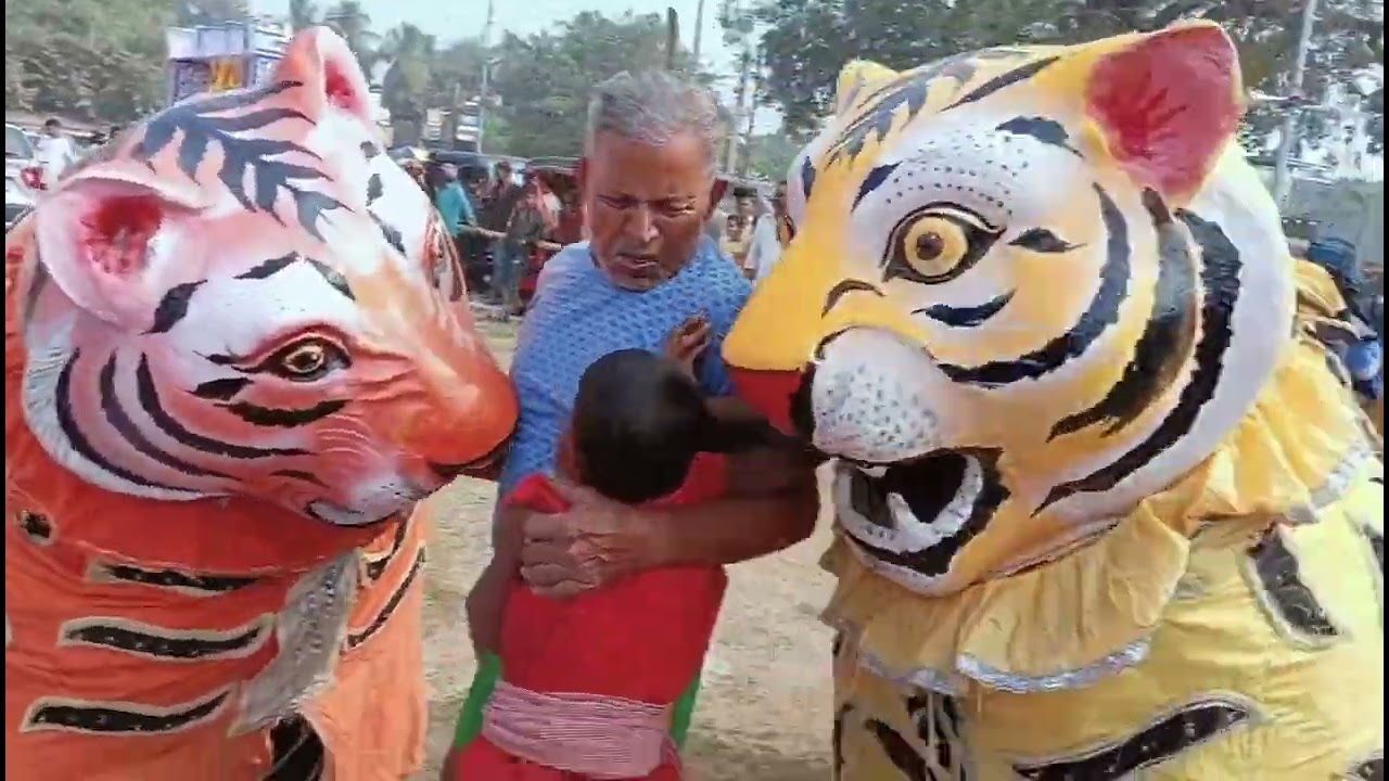 Banpur bagha nacha 🐅 Contact no=8260852806 call for booking 💥