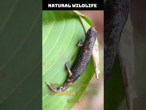 Video: Salamanderə toxunmaq lazımdır?