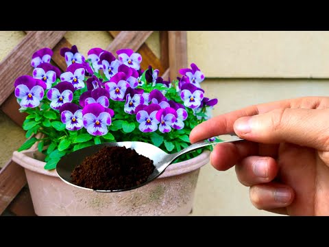 Бесплатная подкормка для бешеного роста комнатных растений!!! Уход за цветами!!!