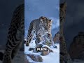 El Leopardo de las nieves