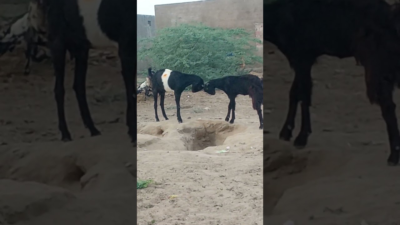 Two Goats Masti Time 