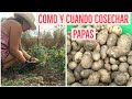 Cuando y Como Cosechar Papas / Como Cultivar Papas