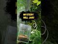 Mystery hill jar! #mysterious #hillterrarium #terrarium #bioactive #minigarden #shorts #viralshorts