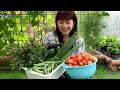 Thu Hoạch Mướp, Dưa Leo, Cà Tây Và Đậu Que, Mồng Tơi | Vườn Rau Việt 🇨🇦388》 Harvesting Vegetables