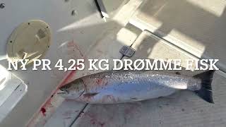 Køge Bugt Havørrede 4,25 Og 3,6 Den 26-2 Og 19-3 2022