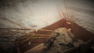 видео: Как сохранить саженцы до весны картинка: Как сохранить саженцы до весны