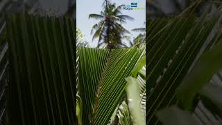 Rhinoceros Beetle Management for young Coconut Trees