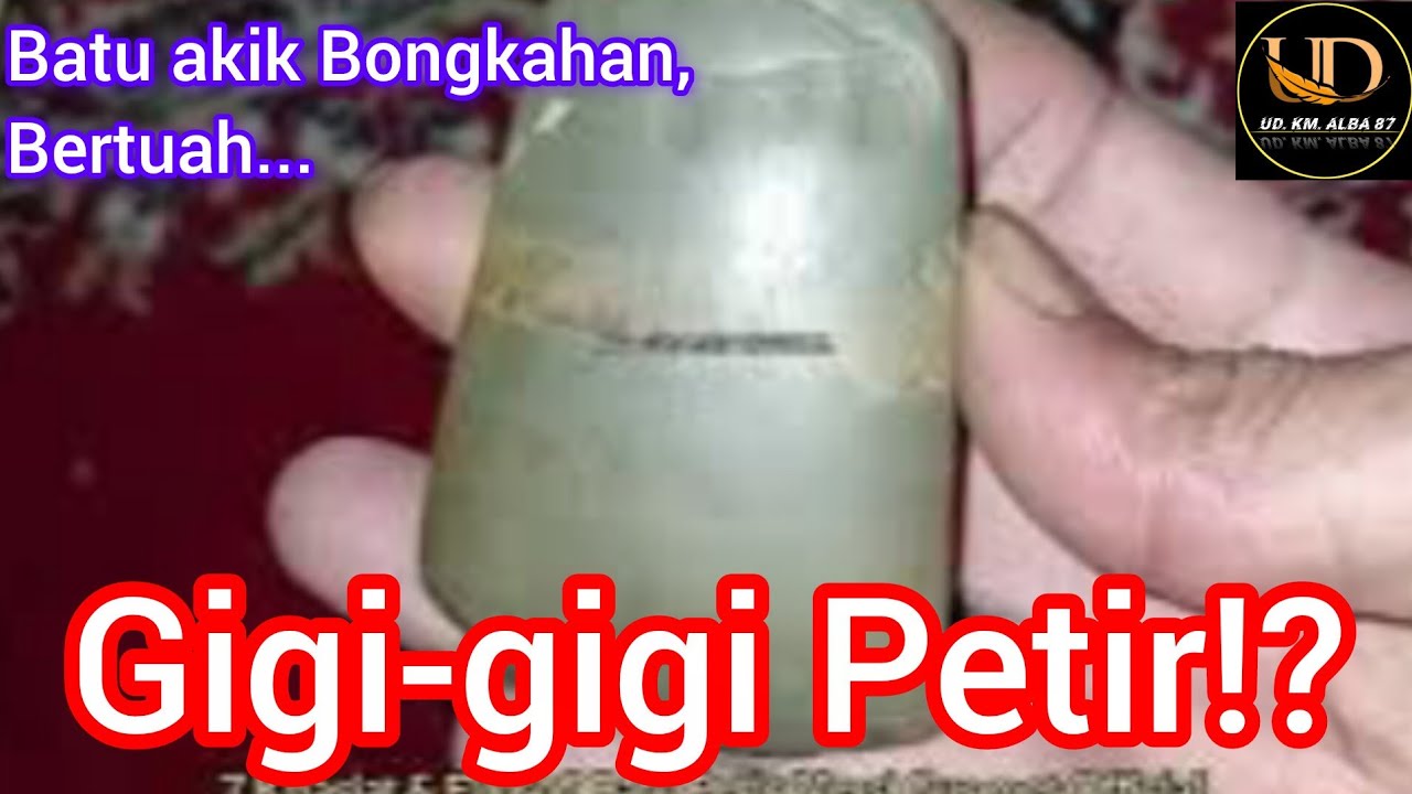 Khasiat Batu| Gigi-gigi Petir⁉️