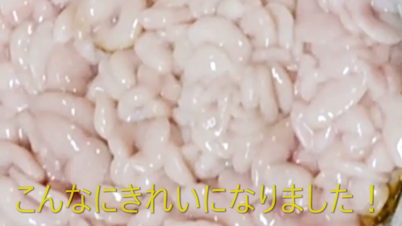 【鱈の白子の下処理編】白子は下処理が重要です。美味しい料理のために、欠かせません！白子好きな人はもっと好きに…嫌いだった人もひと手間で美味しさを感じるように…なることでしょう。