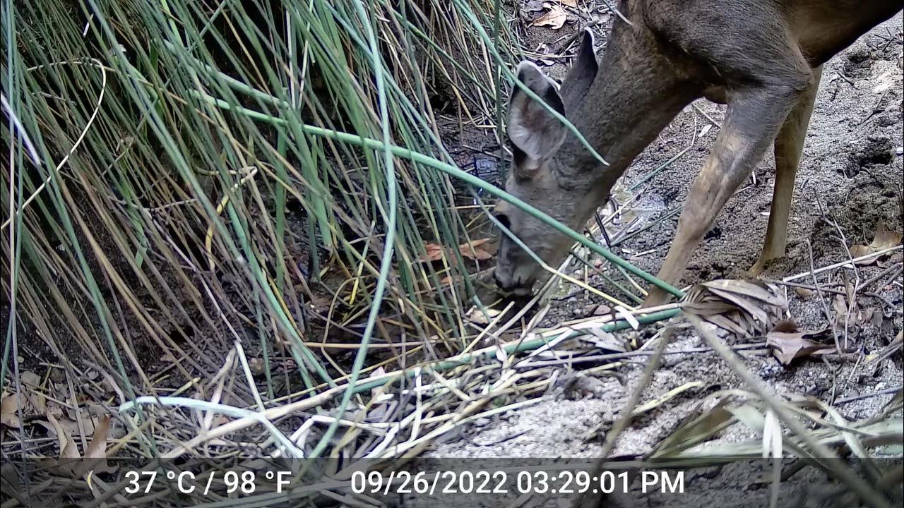 Young Doe gets a drink from Wildlife Reserve Water area at Pearson