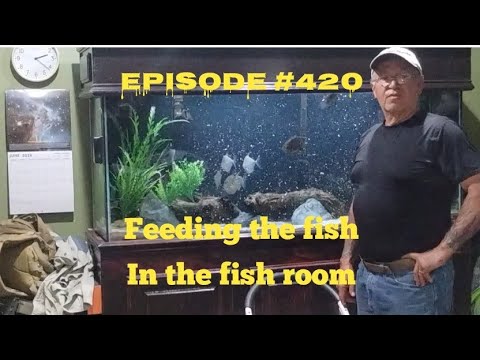 Feeding the fish in the fish room.
