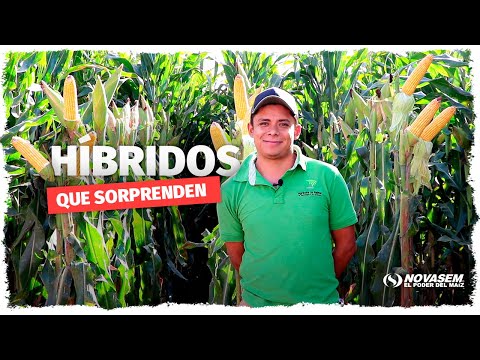 ¡Maíz híbrido que