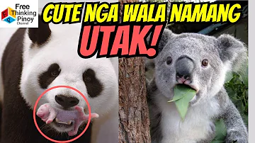 PANDA at KOALA: Battle of the Brainless | BOBO daw ang mga Hayop Na'to?