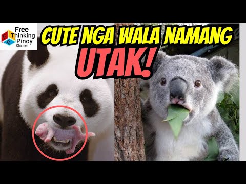 PANDA at KOALA: Battle of the Brainless | BOBO daw ang mga Hayop Na'to?