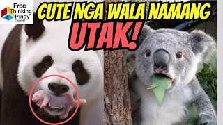 PANDA at KOALA: Battle of the Brainless | BOBO daw ang mga Hayop Nato