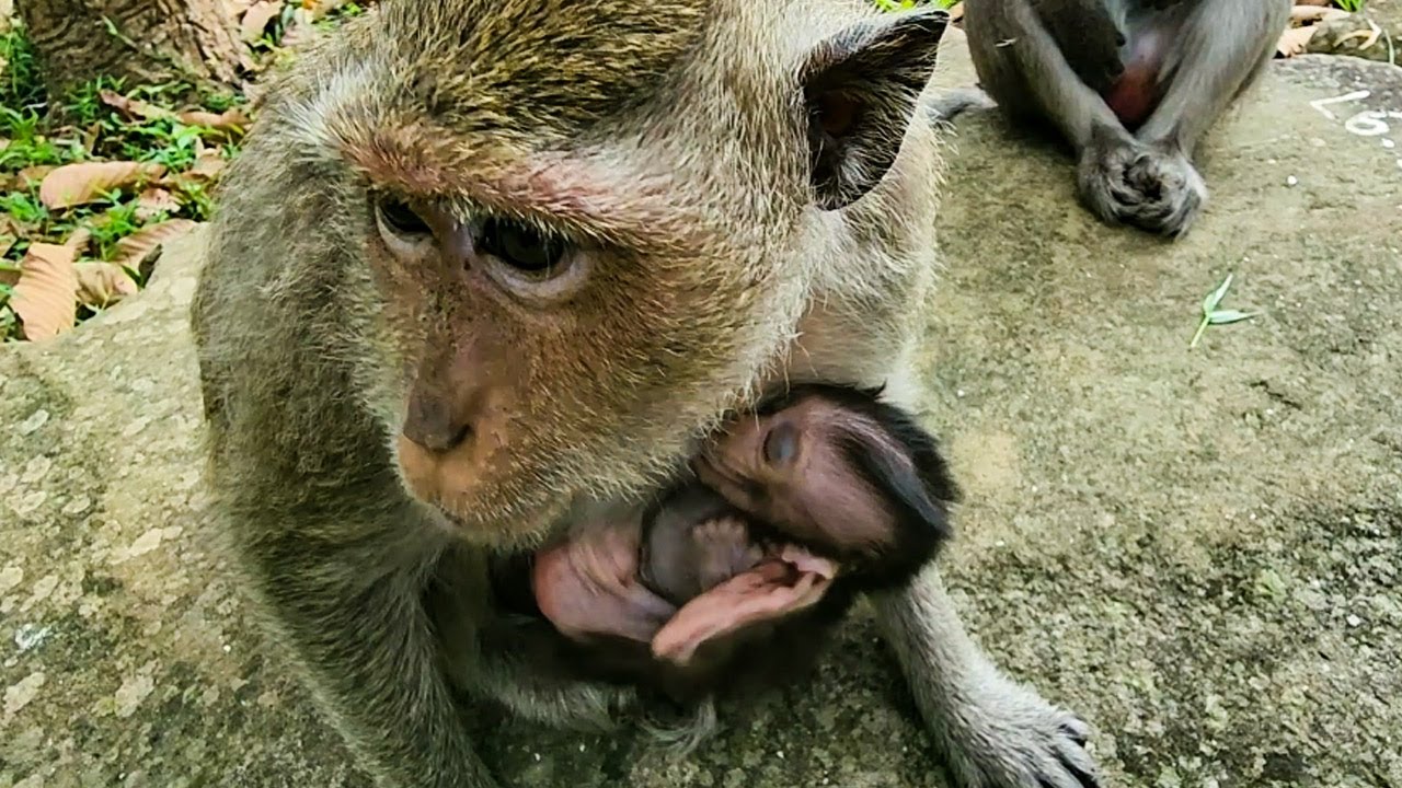 Beautiful lovely monkey Dakota family great morning wonderful time moment