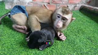 MG Mr. Monkey Koko Warm Love And Care Hug To Cute Little Puppies by Monkey KOKO 15,123 views 1 year ago 5 minutes, 13 seconds