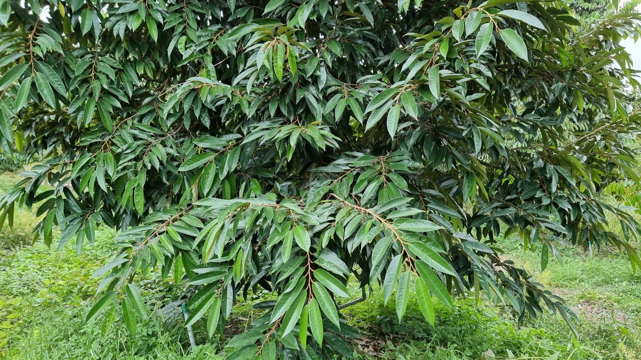 bón phân gì cho vườn sầu riêng xanh tốt và tiết kiệm |long mit vlog