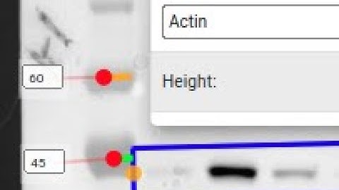 How to label blots, gels and how make western blot figures and gel figures